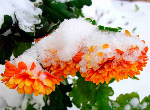 как сохранить хризантемы зимой