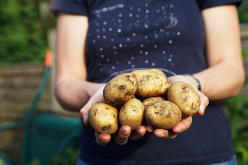 Кто такая картофельная моль и как с ней бороться? картофельная моль и как с ней бороться