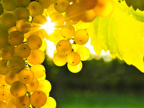 Как и чем подкармливать виноград летом подкормка винограда летом