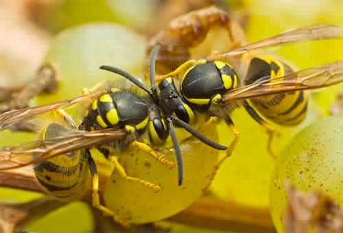 Как защитить виноград от ос и спасти урожай как защитить виноград от ос