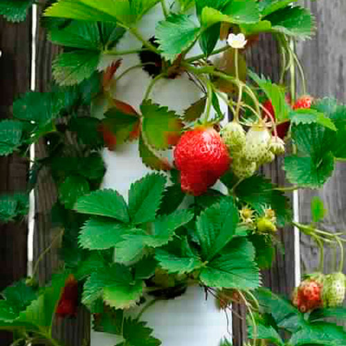 Выращивание клубники в трубе ПВХ, технология и советы клубника в трубах ПВХ