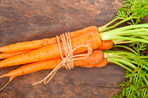 Морковная муха на дачном участке, как с ней бороться? морковная муха, как избавиться