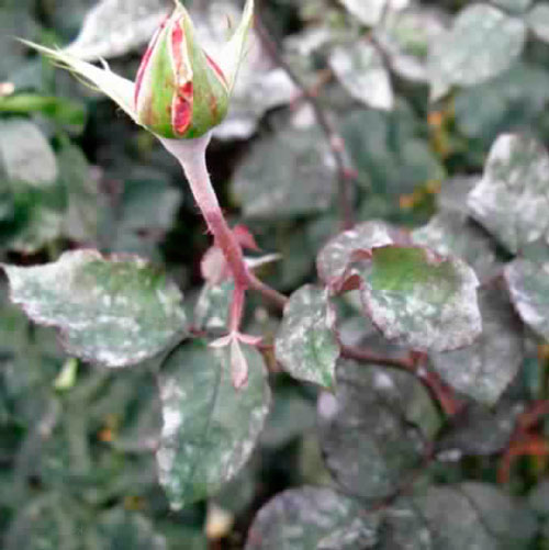 Мучнистая роса на розах – как бороться с заболеванием мучнистая роса