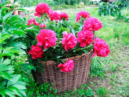 Посадка пионов в открытом грунте осенью и уход за ними в течение года пионы посадка и уход в открытом грунте