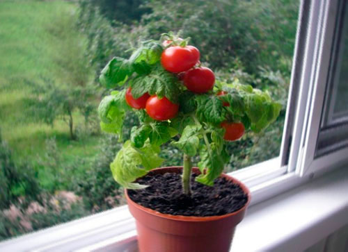 Как вырастить помидоры черри на подоконнике помидоры черри на подоконнике