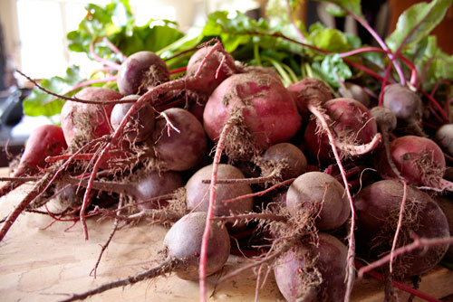 Когда убирать свеклу с грядки на хранение и как сохранить урожай в течение зимы когда убирать свеклу с грядки