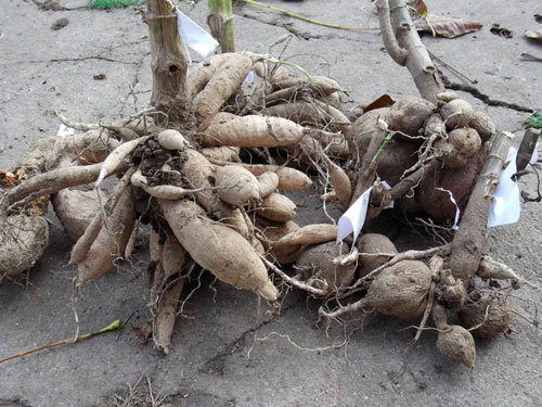 Когда выкапывать георгины осенью и как их правильно хранить когда выкапывать георгины осенью