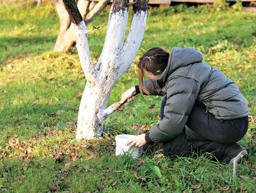 Почему так важна побелка деревьев осенью и как она проводится побелка деревьев осенью