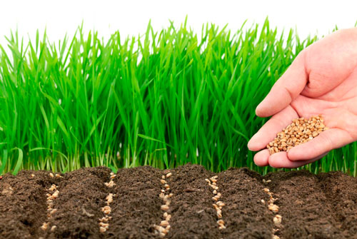 Что такое сидераты и их применение на даче что такое сидераты