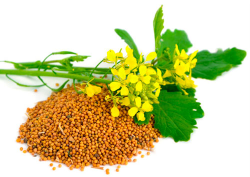 Когда и как сеять горчицу для удобрения почвы горчица как удобрение