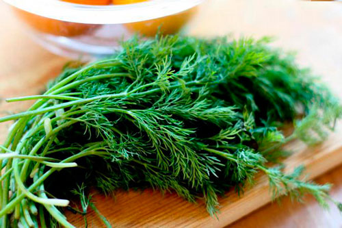 Выращивание укропа из семян на подоконнике своей квартиры как вырастить укроп на подоконнике