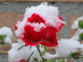 как уркыть плетистую розу на зиму