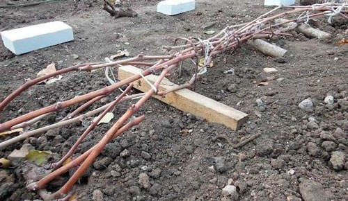 Как правильно укрыть виноград на зиму как укрыть виноград на зиму