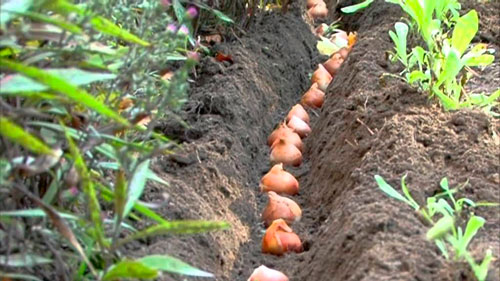 Когда следует сажать тюльпаны под зиму в открытый грунт как сажать тюльпаны под зиму