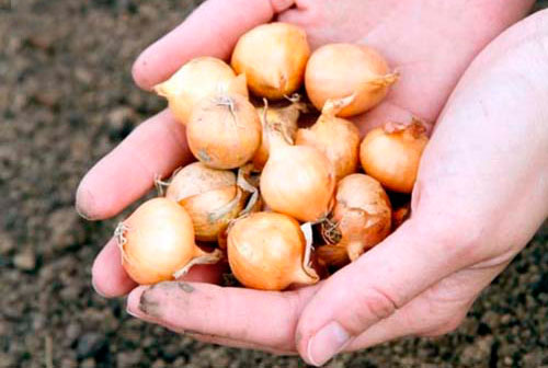 Посадка лука севка осенью под зиму и основные правила ухода как сажать лук севок под зиму