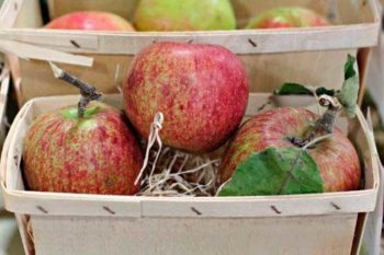 как сохранить яблоки на зиму