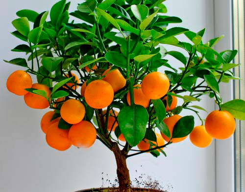 Выращиваем мандарин из косточки в домашних условиях как вырастить мандарин из косточки