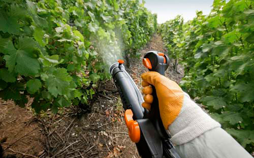 Для чего нужна обработка винограда железным и медным купоросом обработка винограда купоросом