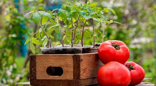 Когда сажать томаты на рассаду в марте 2017 года посев томатов в марте на рассаду