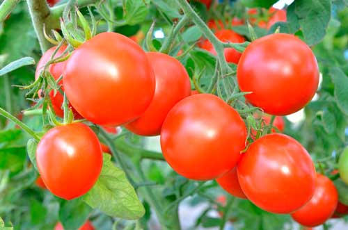 Как проводить пасынкование помидоры в теплице и в открытом грунте Как правильно пасынковать помидоры