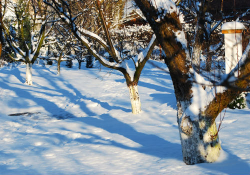 Лунный посевной календарь огородника и садовода на январь 2017 год лунный посевной календарь на январь