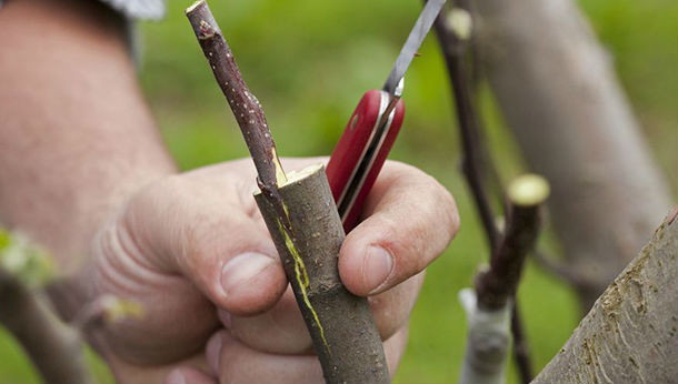 Как осуществляется прививка яблони весной прививка яблони весной