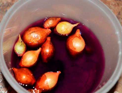 Надо ли замачивать лук севок перед посадкой и зачем Замачивают ли лук севок перед посадкой