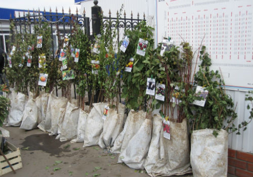 Когда и как правильно выбирать саженцы плодовых деревьев Как выбрать саженцы плодовых деревьев