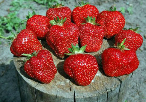 Особенности клубники сорта «Фестивальная» клубника фестивальная, описание сорта