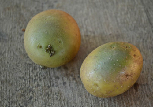 Почему картошка становится зеленой и можно ли ее есть можно ли есть зеленую картошку