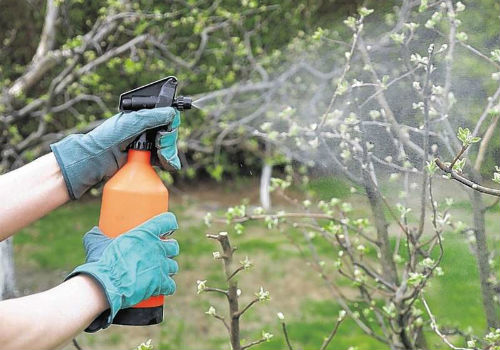 Как проводить обработку деревьев весной от вредителей и болезней обработка деревьев весной от вредителей и болезней
