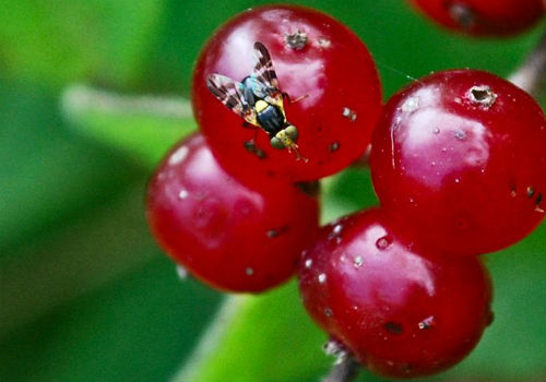 Что делать, если в саду завелась вишневая муха? Самые эффективные методы борьбы вишневая муха методы борьбы