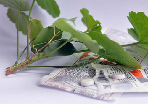 Эффективно ли применение янтарной кислоты для комнатных растений янтарная кислота для комнатных растений