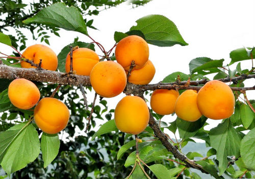 Особенности и описание сорта абрикоса Триумф Северный абрикос триумф северный описание сорта