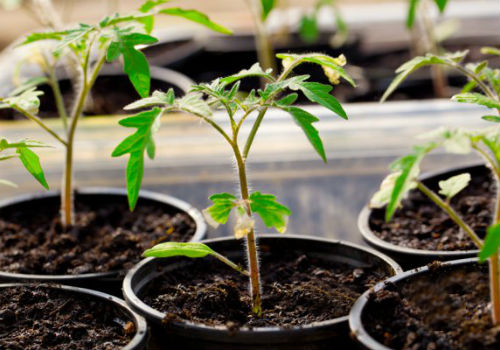 Какие болезни рассады помидор чаще всего встречаются болезни рассады томатов