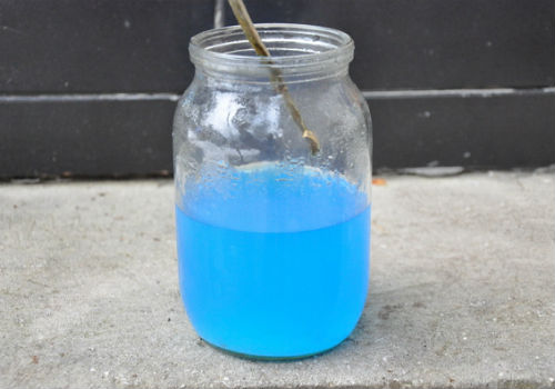 Приготовление и применение бордосской жидкости в саду и в огороде что такое бордосская жидкость