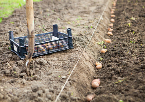 Как проводить обработку картофеля перед посадкой чем обработать картофель перед посадкой