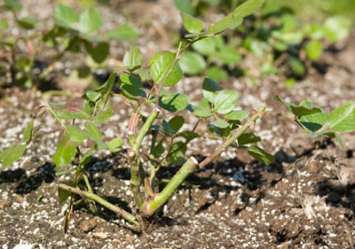Для чего и как следует проводить подкормку роз весной Чем подкармливать розы весной