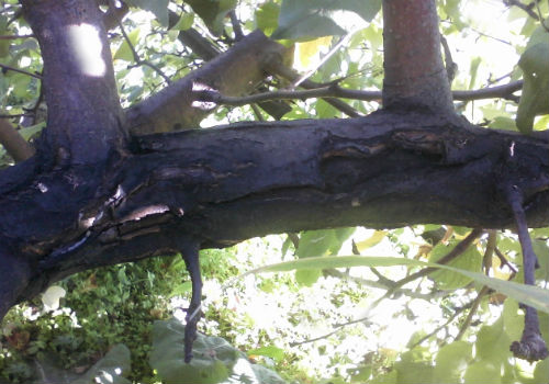 Черный рак яблони, чем опасен и меры борьбы черный рак яблони