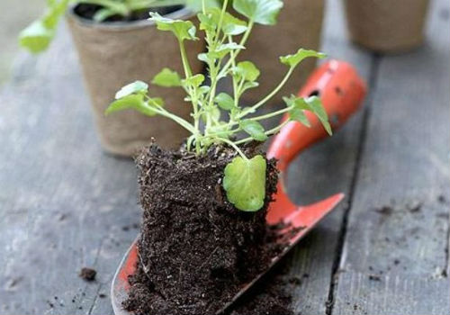 Какую рассаду сажают в феврале и основные правила посадки что сеять в феврале на рассаду