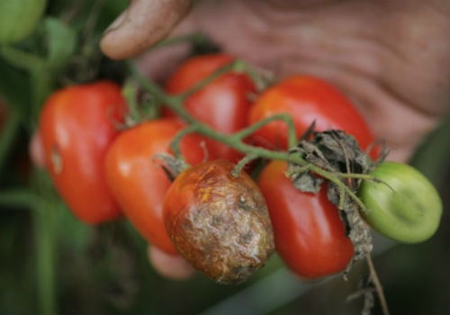 Профилактика фитофтороза томатов и лечение заболевания Фитофтороз томатов