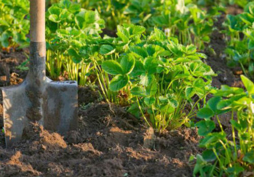 Как ухаживать за клубникой весной как ухаживать за клубникой весной