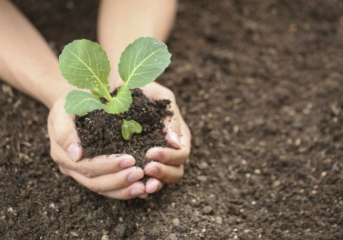 Выращивание рассады капусты в домашних условиях, сроки посадки и правила ухода как вырастить рассаду капусты