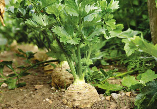 Выращивание корневого сельдерея из семян и уход как вырастить сельдерей корневой из семян