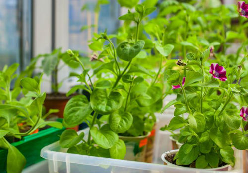 Как осуществляется посадка цветов в феврале на рассаду Какие цветы сеять в феврале на рассаду