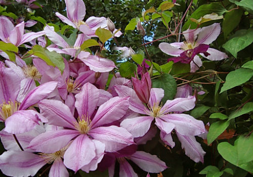 Яркие и неприхотливые клематисы, выбираем сорта для Подмосковья клематисы сорта для Подмосковья