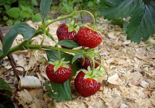 Как правильно проводить мульчирование почвы опилками мульчирование опилками