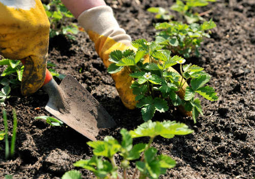 Чем удобрять и обрабатывать клубнику ранней весной обработка клубники весной от болезней и вредителей