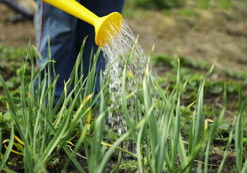 Поливаем лук нашатырным спиртом, а для чего? обработка лука нашатырным спиртом