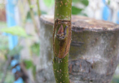 Что надо знать об окулировке плодовых деревьев окулировка плодовых деревьев